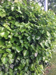 Hedera canariensis