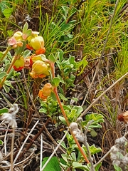 Hermannia ternifolia