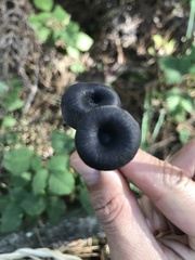 Cyanula