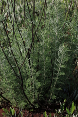 Artemisia afra