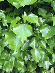 Hedera canariensis