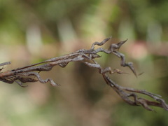 Schoenus brevifolius