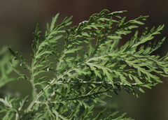 Artemisia afra