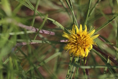 Geigeria burkei