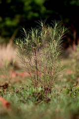 Geigeria burkei