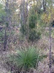 Xanthorrhoea johnsonii