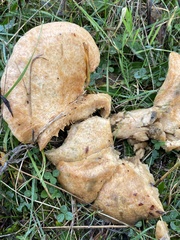 Lactarius deliciosus