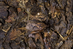 Cryptaspasma querula