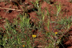 Geigeria burkei