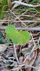 Hydrocotyle hirta