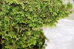 Porella platyphylla