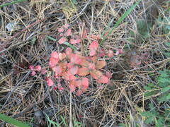 Euphorbia jenisseiensis