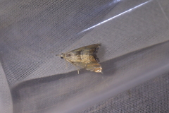 Glaucocharis harmonica