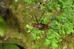 Macropathinae