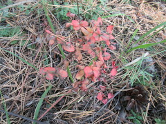Euphorbia jenisseiensis