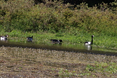Anseranas semipalmata