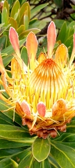 Protea roupelliae roupelliae