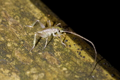 Hemideina crassidens