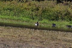 Anseranas semipalmata