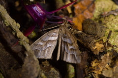 Chalastra aristarcha