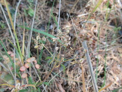 Patrinia rupestris