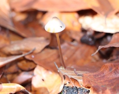 Mycena crocata