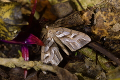 Chalastra aristarcha