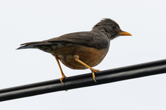 Turdus olivaceus