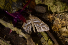 Chalastra aristarcha