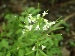 Cardamine flexuosa