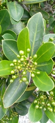 Psychotria capensis