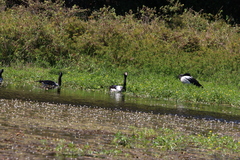 Anseranas semipalmata