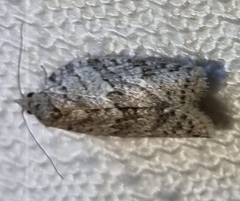 Isotenes miserana