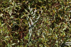 Cyclosorus interruptus