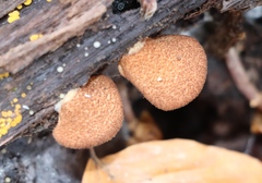 Crepidotus calolepis