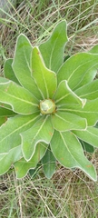 Protea roupelliae roupelliae
