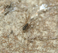 Lepthyphantes