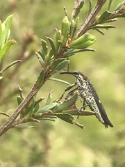Rhinotia bidentata