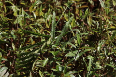 Cyclosorus interruptus