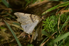 Chalastra pellurgata