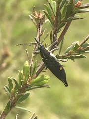 Rhinotia bidentata