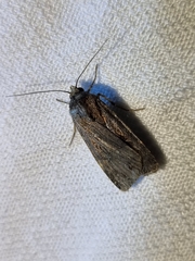 Agrotis munda