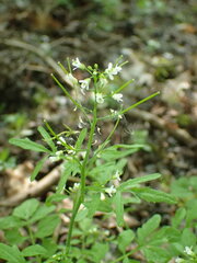 Cardamine flexuosa