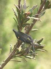 Rhinotia bidentata