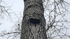 Phellinus populicola