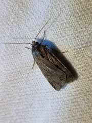 Agrotis munda