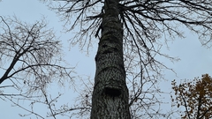 Phellinus populicola