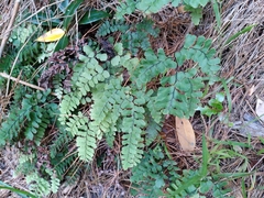 Adiantum cunninghamii