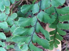 Adiantum cunninghamii