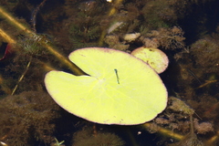 Austroagrion watsoni